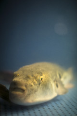 Image showing Fugu