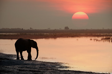 Image showing Elephant and sunset