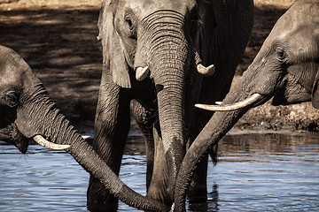 Image showing Drinking Elephants