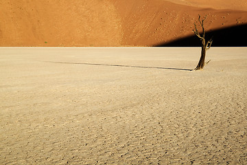 Image showing Lone Tree