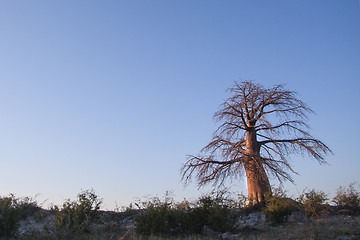 Image showing Lone Baobab