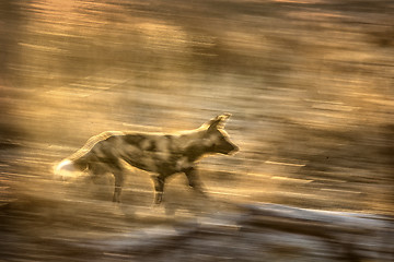 Image showing Wild dog