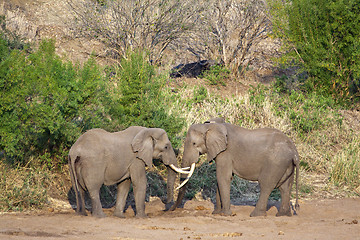 Image showing Two Elephants