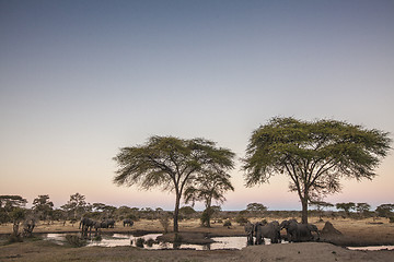 Image showing Elephants drinking