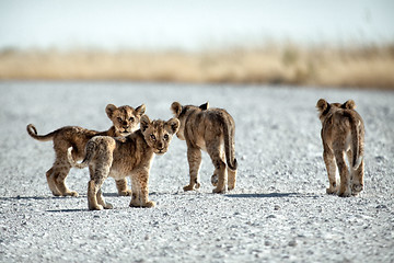 Image showing Lion cubs