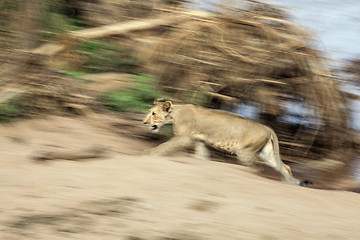 Image showing Lioness