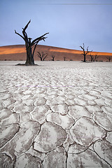 Image showing Deadvlei trees