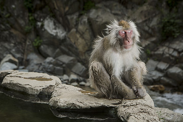 Image showing Japanese monkey