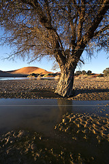 Image showing Camel thorn tree