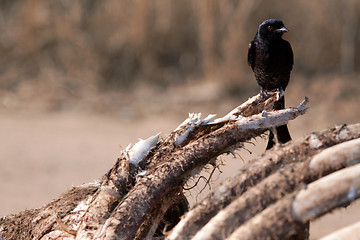 Image showing Fork tailed Drongo