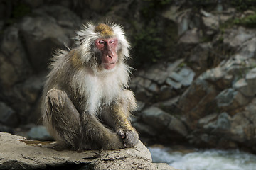 Image showing Monkey in Japan