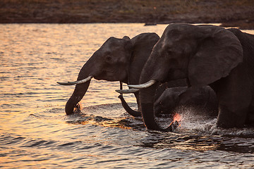 Image showing Elephants