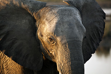 Image showing Elephant