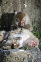 Image showing Monkey Family