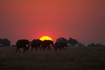 Image showing Elephant herd