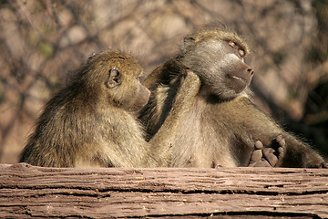 Image showing Baboon Love