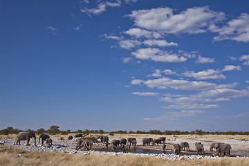 Image showing Elephant herd