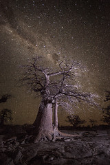 Image showing Baobab tree under stars