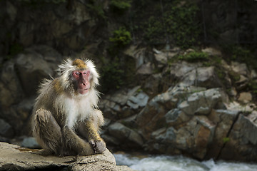 Image showing Japanese macaque 