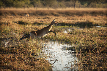 Image showing Leaping Lechwee