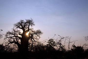 Image showing baobab tree