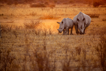 Image showing Rhino's grazing