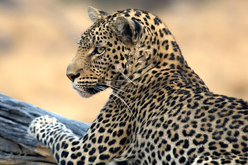 Image showing Leopard