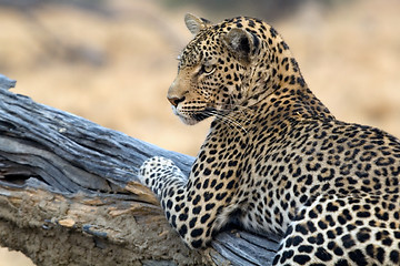 Image showing Leopard