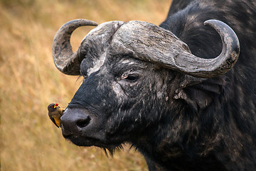 Image showing Buffalo and Ox Pecker