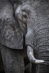 Image showing Elephant