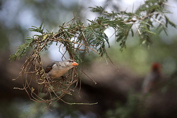 Image showing Weaver Bird