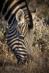 Image showing Zebra