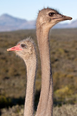 Image showing Ostrich 