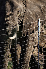 Image showing Elephant