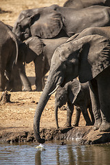 Image showing Elephants drinking