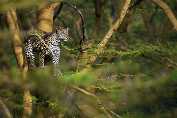 Image showing Leopard in a tree