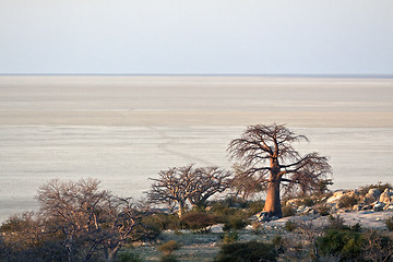 Image showing Lone Baobab