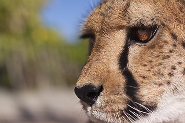 Image showing Cheetah Face