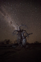 Image showing Baobab under the stars