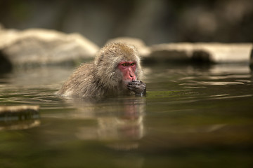 Image showing Japanese Macaque