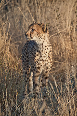 Image showing Cheetah