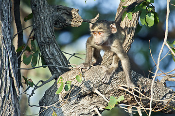 Image showing Playing Baboon
