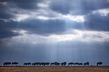 Image showing Wildebeest