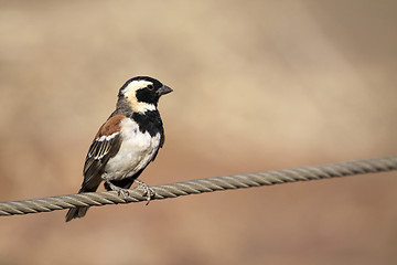 Image showing Weaver Brid