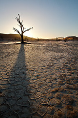 Image showing Deadvlei tree