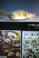 Image showing Fugu fish