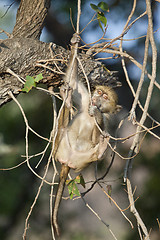 Image showing Baboon play