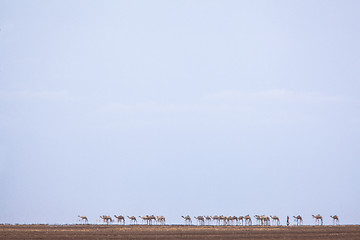 Image showing Camel train in heat haze