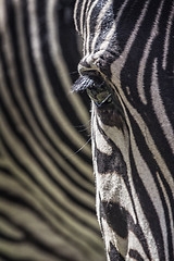 Image showing Zebra eye