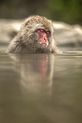 Image showing Japanese macaque